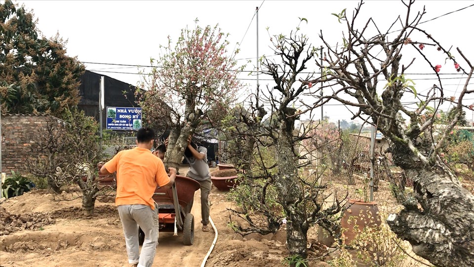 Nghề trồng đào tại làng Nhật Tân không những đem lại nguồn thu nhập cho chủ vườn mà còn là nghề đem lại thu nhập ổn định cho người lao động tự do