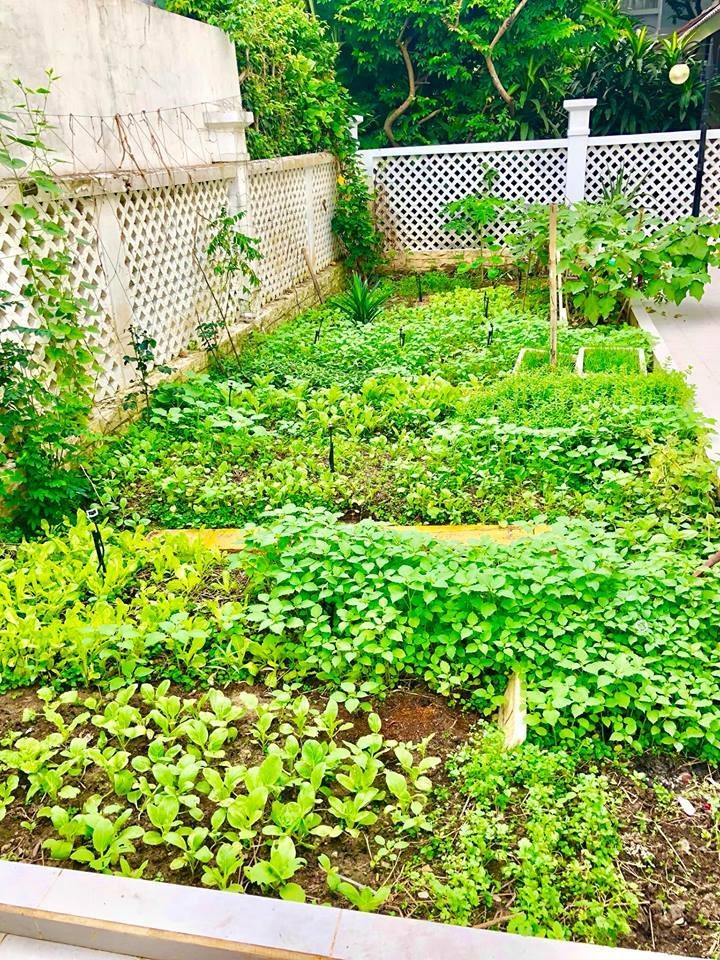 Bà xã Công Vinh cho biết khu vườn rộng gần 100 m2 trồng đủ các loại rau. Vì thế, mỗi lần cần nấu món ăn quê hương yêu thích, cô chỉ cần mang rổ ra vườn là có ngay nồi canh thanh mát, ngọt lịm.