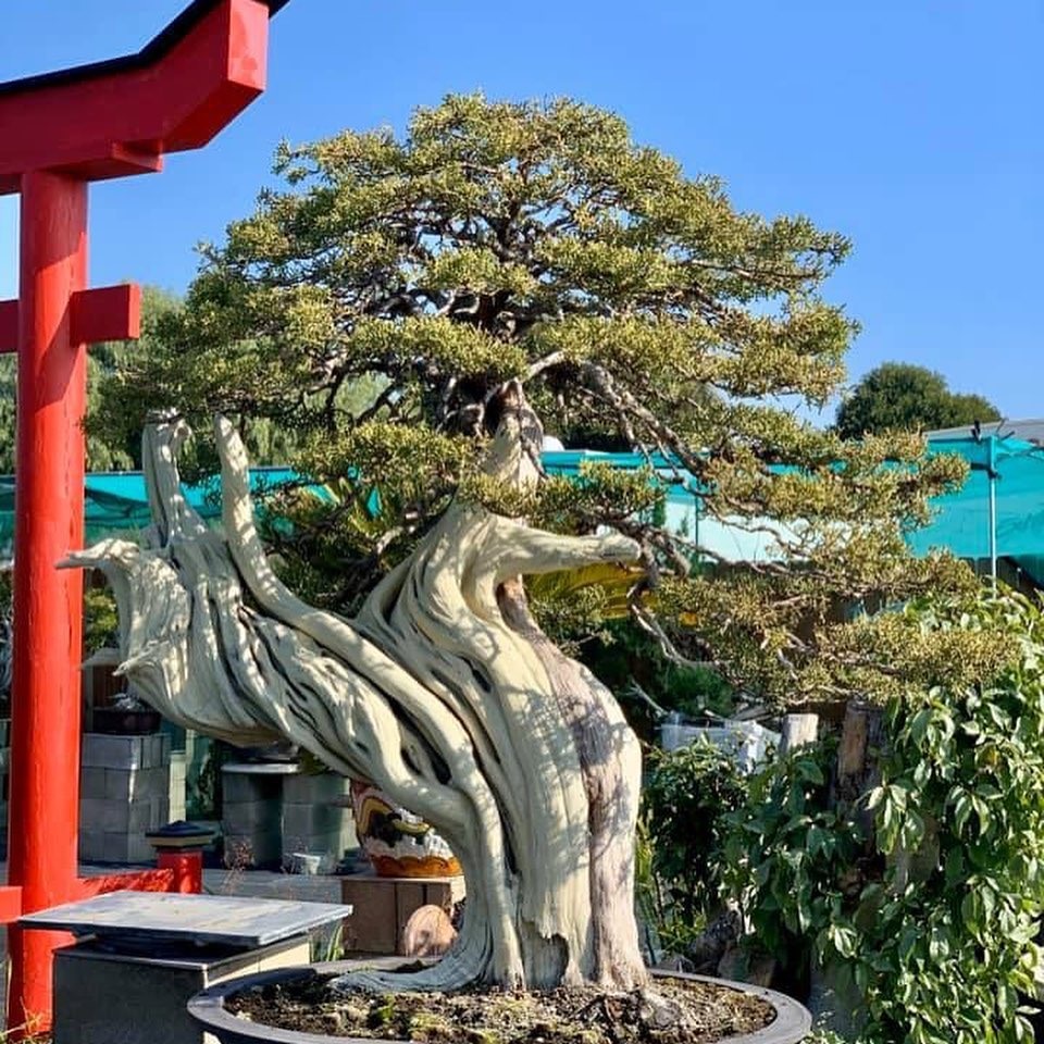 Nhiều người không khỏi choáng ngợp khi khu vườn có nhiều loại cây được bày trí gọn gàng. Được biết để có thể sở hữu được một khu vườn bonsai “đồ sộ” này, nam ca sĩ phải bỏ ra số tiền không hề nhỏ.