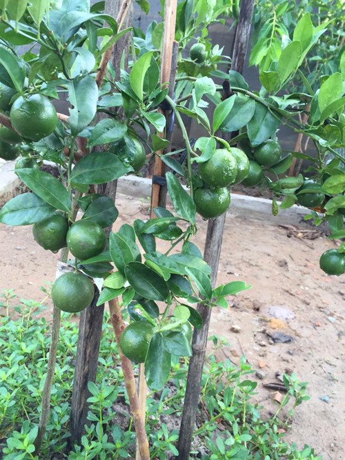 Cây trái, rau củ trong vườn hoàn toàn được trồng tự nhiên, không có thuốc trừ sâu. Nhờ vậy, gia đình Lê Phương được cung cấp thực phẩm sạch quanh năm.