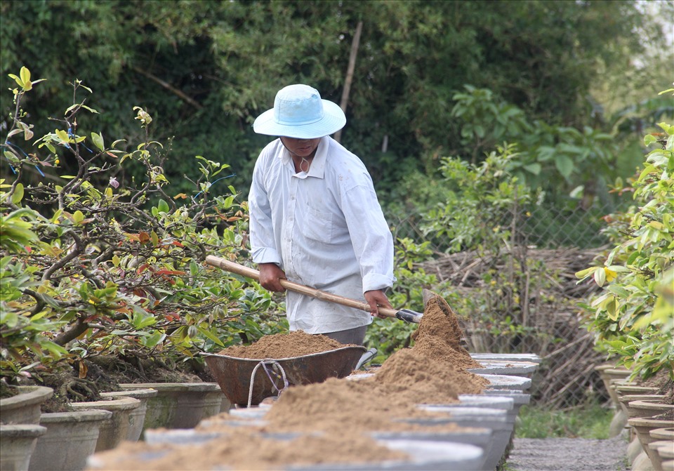 Theo thống kê của UBND thị xã An Nhơn, dù chịu ảnh hưởng bởi dịch COVID-19, nhưng doanh thu của người trồng mai ở địa phương ước đạt gần 80 tỉ đồng.