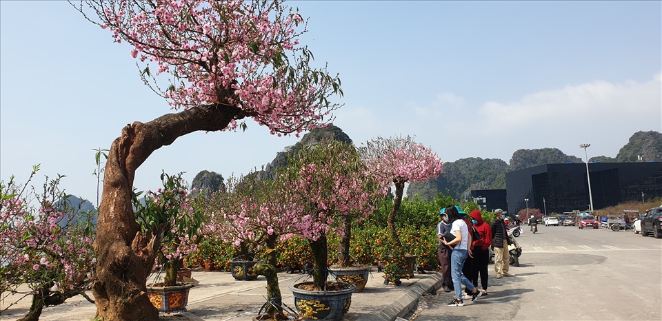 Nhiều cây đào thế “khủng” tại Hội hoa Xuân. Ảnh: Nguyễn Hùng