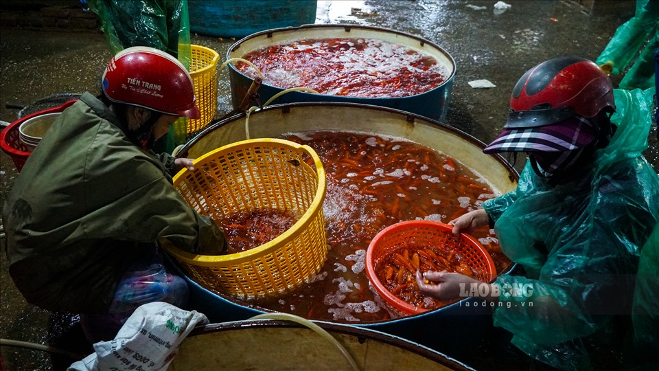 Tờ mờ sáng, bà Cao Thị Hạnh (45 tuổi, Sở Thượng, Yên Sở) đã mang những thùng cá chép lớn, nhỏ vào chợ để kịp giờ bán buổi sáng. Những loại cá chép này sau đó được phân phối đến các chợ lớn, nhỏ tại Hà Nội và các tỉnh lân cận để phục vụ nhu cầu người dân trong dịp cúng ông Công, ông Táo.