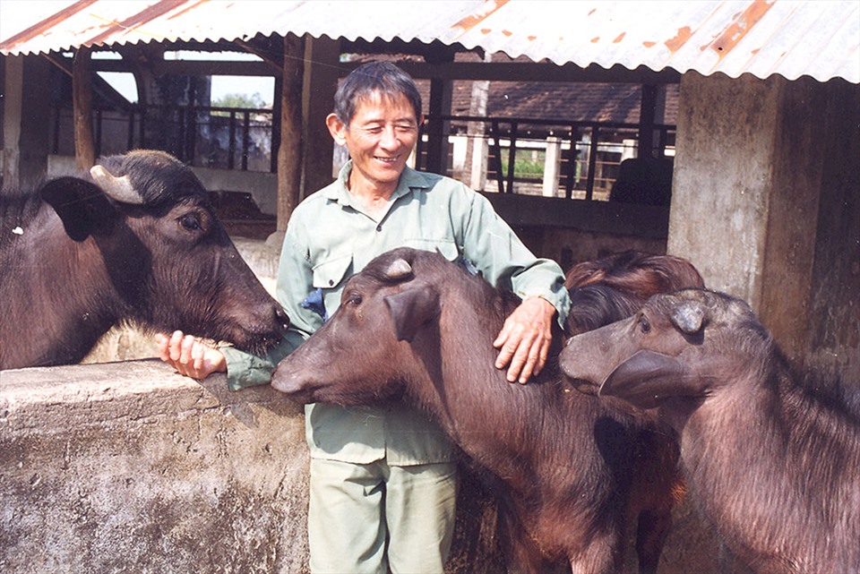Hồ Giáo với đàn bê con Mura tại trại trâu Nghĩa Hành. Ảnh: TRẦN ĐĂNG