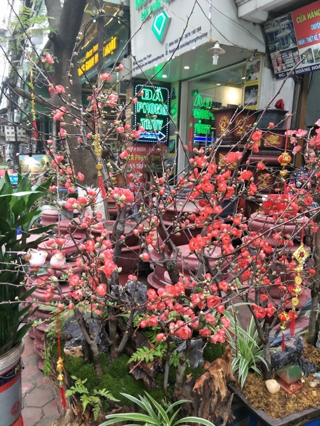 Mai đỏ tạo dáng bonsai được nhiều người thích thú. Ảnh: T.Đạt.
