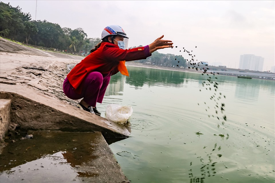 Thay vì thả các vàng, nhiều người có lựa chọn thả những con vật khác để thực hiện hóng sinh ngày 23 tháng chạp. Cô Hà quận Hoàng Mai chia sẻ, mặc dù thiểu ý nghĩa của việc thả các chép ngày ông Công ông Táo, nhưng cô lựa chọn việc phóng sinh bằng cách thả những con vật như ốc, lươn, trạch, cua để thả xuống hồ. Vừa để cứu những con vật đang bị đe dọa khi sống ở dưới hồ vừa bảo vê môi trường.