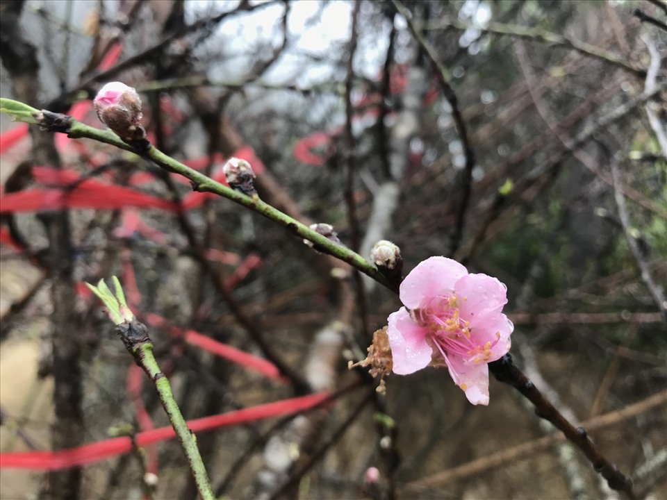Hoa đào trên Cổng Trời Mường Lống có màu hồng phơn phớt, thường nhỏ hoa, hoa cũng không to cánh như đào Nhật Tân hay đào Tây Bắc nhưng rất cứng cánh và bền.