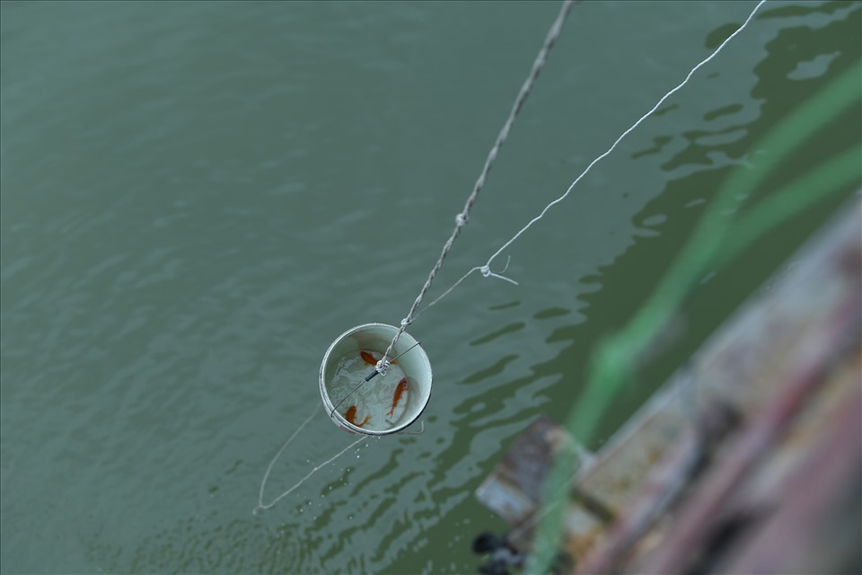 Cá và chân hương được thả ở cầu Long Biên.
