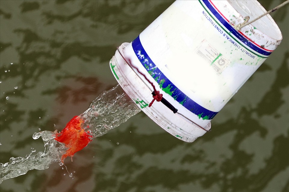 Những con cá chép đỏ được đựng trong chiếc thùng nhựa, dòng dây xuống gần mặt nước mới thả.