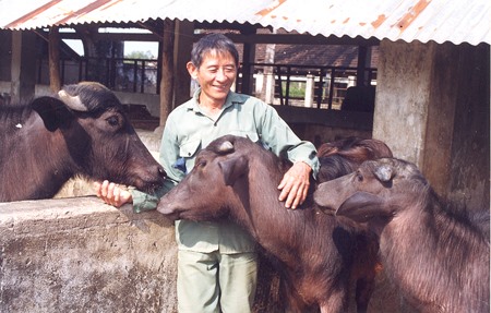 Những con trâu Murrah-Ấn Độ cùng Anh hùng lao động Hồ Giáo