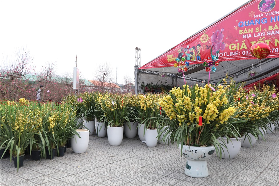 Chợ hoa Tết Phú Thọ năm nay có gần 100 gian hàng. Ảnh: Long Nguyễn