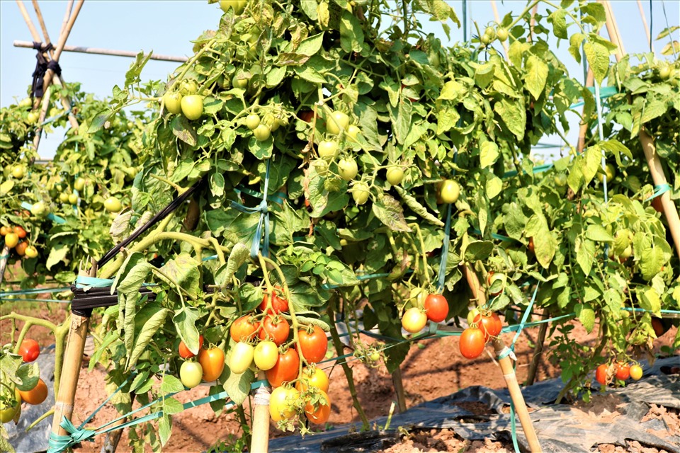 Hơn 1 tháng kể từ ngày thu hoạch, vườn cà chua của HTX rau Cuối Quý cho năng suất hơn 1 tấn. Ảnh: Phan Cúc.