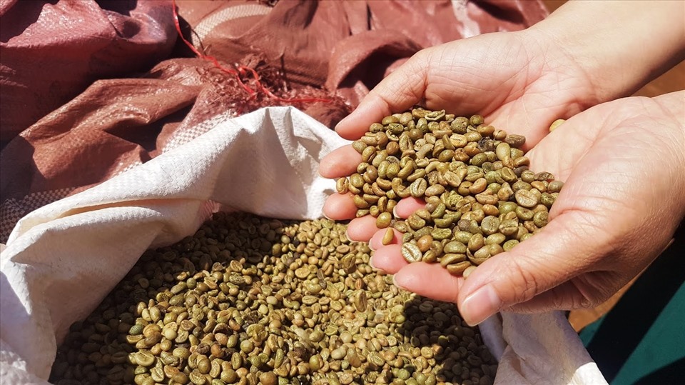 Cà phê dự báo tiếp tục mang lại giá trị xuất khẩu cao trong năm 2021. Ảnh: Vũ Long