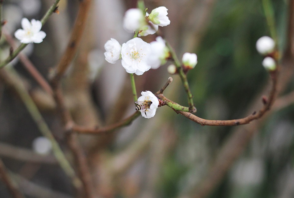 Với màu trắng tinh khôi, loài hoa này mang đến vẻ đẹp khác lạ so với đào truyền thống.