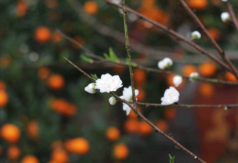 Với màu trắng tinh khôi, loài hoa này mang đến vẻ đẹp khác lạ so với đào truyền thống.