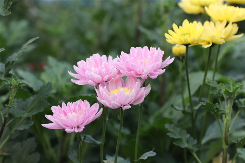 Những bông hoa cúc với các màu sắc rực rỡ: vàng, trắng, tím, hồng tô điểm cho cả làng hoa Tây Tựu