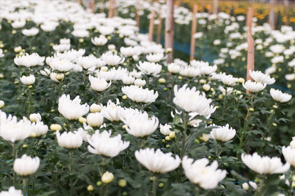 Cánh đồng hoa cúc trắng vào thời điểm thu hoạch