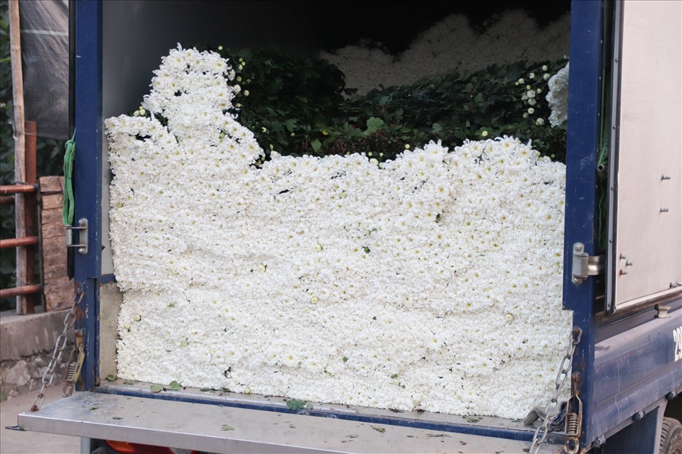 Sau khi cắt, người dân sẽ bó thành từng bó, mỗi bó 50 bông. Những bó hoa được chất lên xe tải để vận chuyển đến các tỉnh, phục vụ nhu cầu của người dân chơi hoa Tết.
