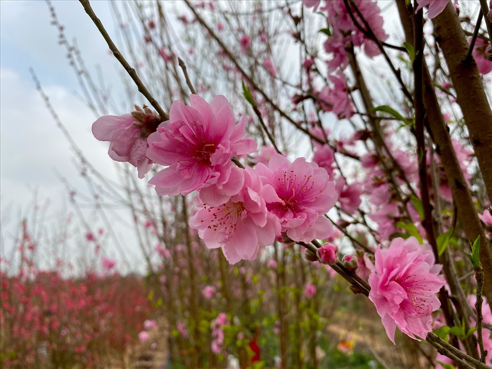 Cây hoa đào ngày Tết - Biểu tượng mùa xuân xứ Bắc | SanGia VN