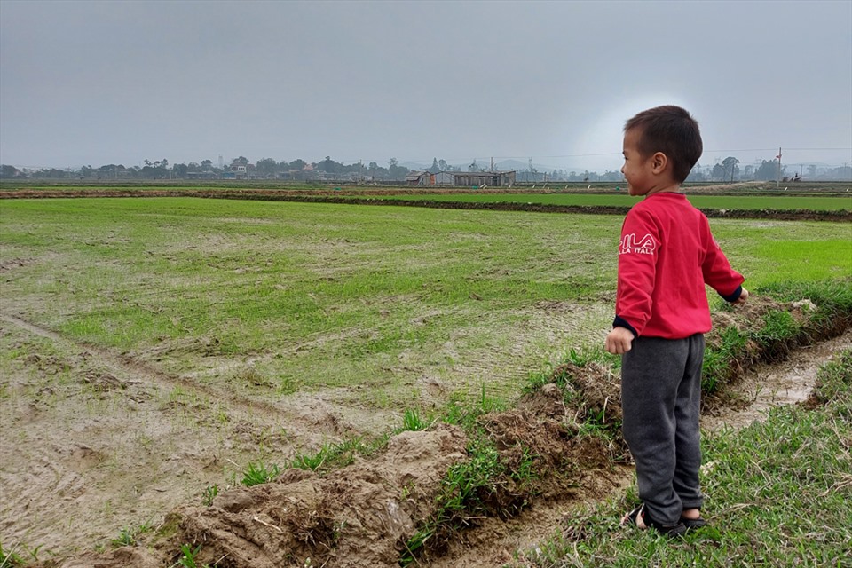 Những ruộng lúa của người dân vùng lũ Cẩm Xuyên, Hà Tĩnh được Nhà nước hỗ trợ giống đã xanh tươi. Ảnh: Trần Tuấn.