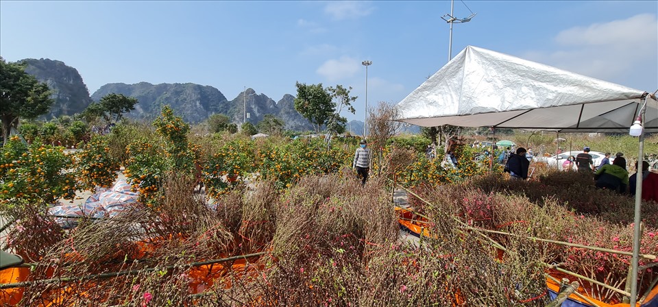 Đào, lan và hoa tập trung về bày bán ít hơn so với mọi năm do bị hạn chế bởi dịch bệnh COVID, nhưng năm nay thành phố  Ha Long vẫn cho mở chợ hoa Xuân phục vụ người dân với quy mô vừa phải.