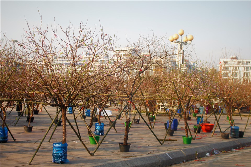 Tại Quảng trường 30/10 thành phố Hạ Long, cành đào các nơi đổ về bày bán áp đảo các loại hoa.