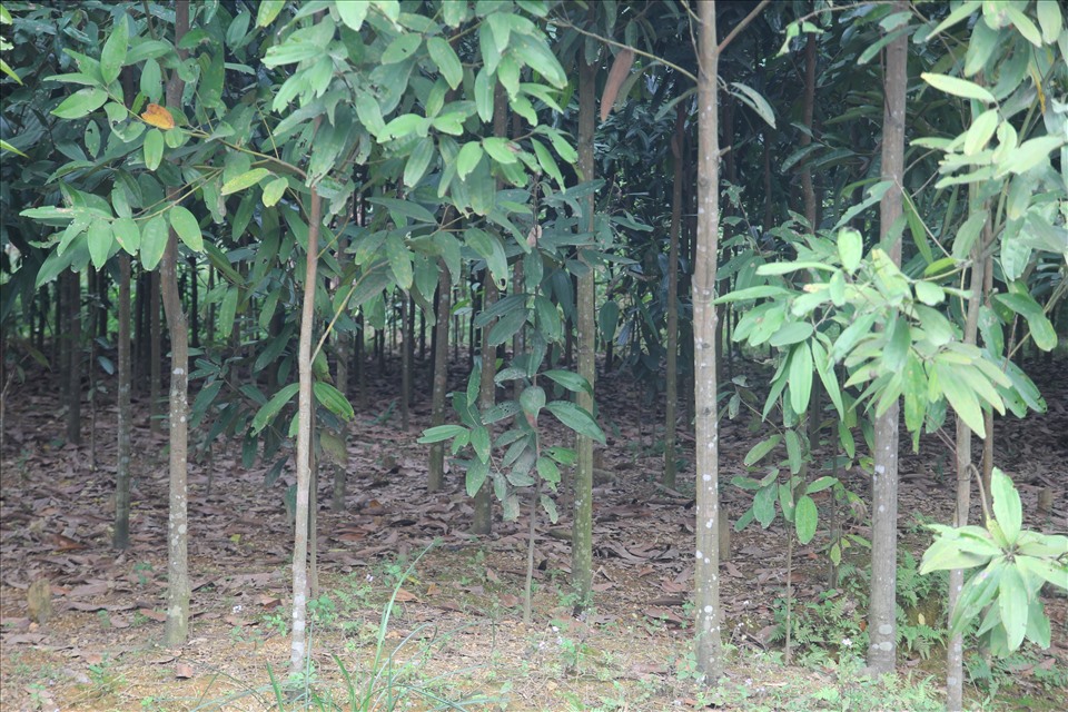 Cây quế được trồng khắp nơi trên địa bàn huyện