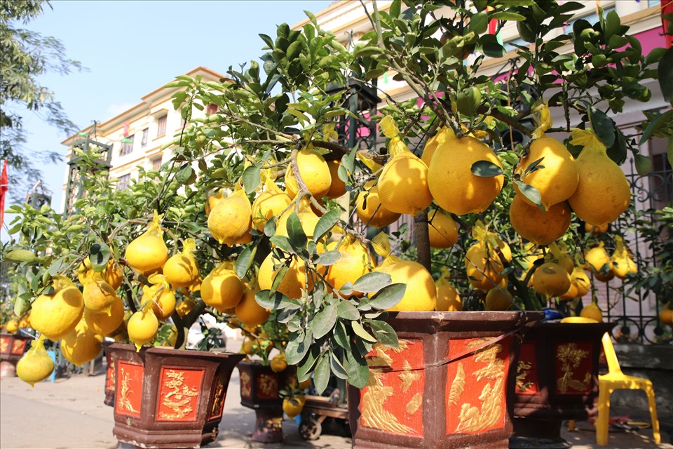 Cây bưởi với những trái vàng ươm, lá xanh, biểu tượng cho sự tròn đầy viên mãn cũng được bày bán nhiều ở chợ hoa.