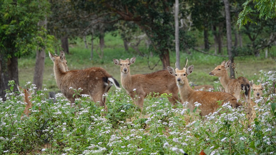 Đàn hươu đang ăn cỏ trong Vườn Quốc gia Kon Ka Kinh. Ảnh TA