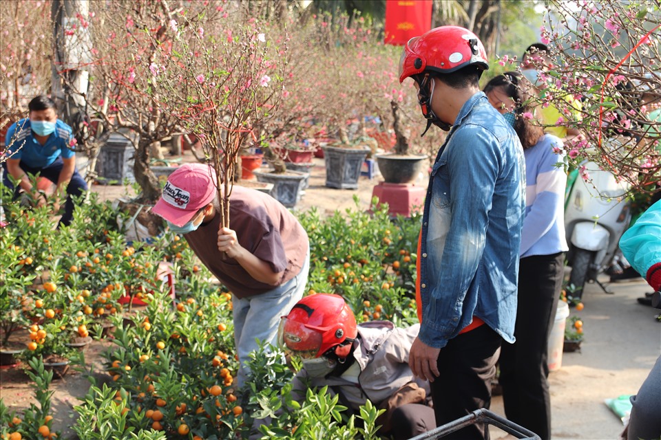 Việc giảm giá quất cảnh về giá sàn tạo điều kiện cho người dân tha hồ chọn cây mà không lo về giá, thuận mua vừa bán.