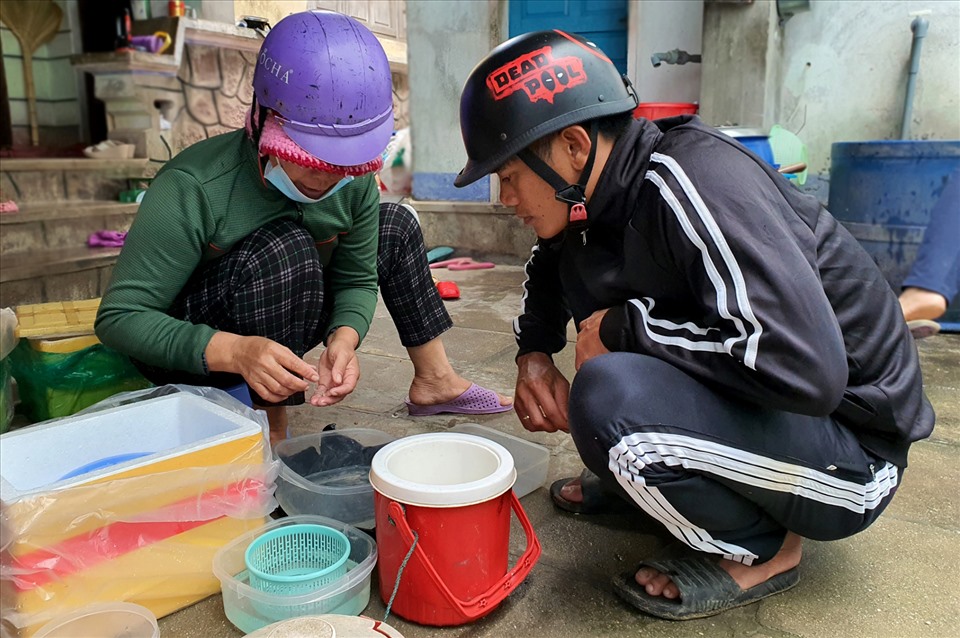 Bình quân trong một đêm mỗi tàu khai thác được 70 con tôm hùm giống. Ảnh: N.T