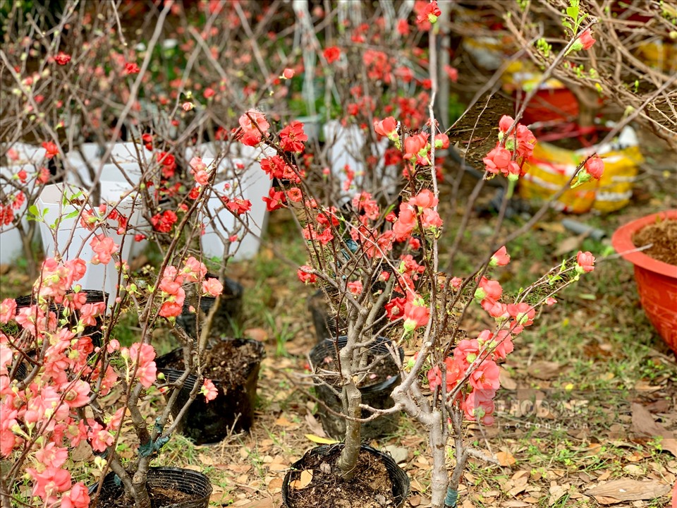 Không chỉ có mai cổ thụ, chợ hoa còn bày bán loại hoa mai khác vô cùng đa dạng và độc đáo như giống Nhật Bản có màu đỏ cam khác lạ. Theo người bán hàng, loại mai này gọi là hoa mai đỏ hay còn gọi là mai Tài Lộc với sắc đỏ thắm đặc trưng mọc thành cụm, cành có gai nhỏ.