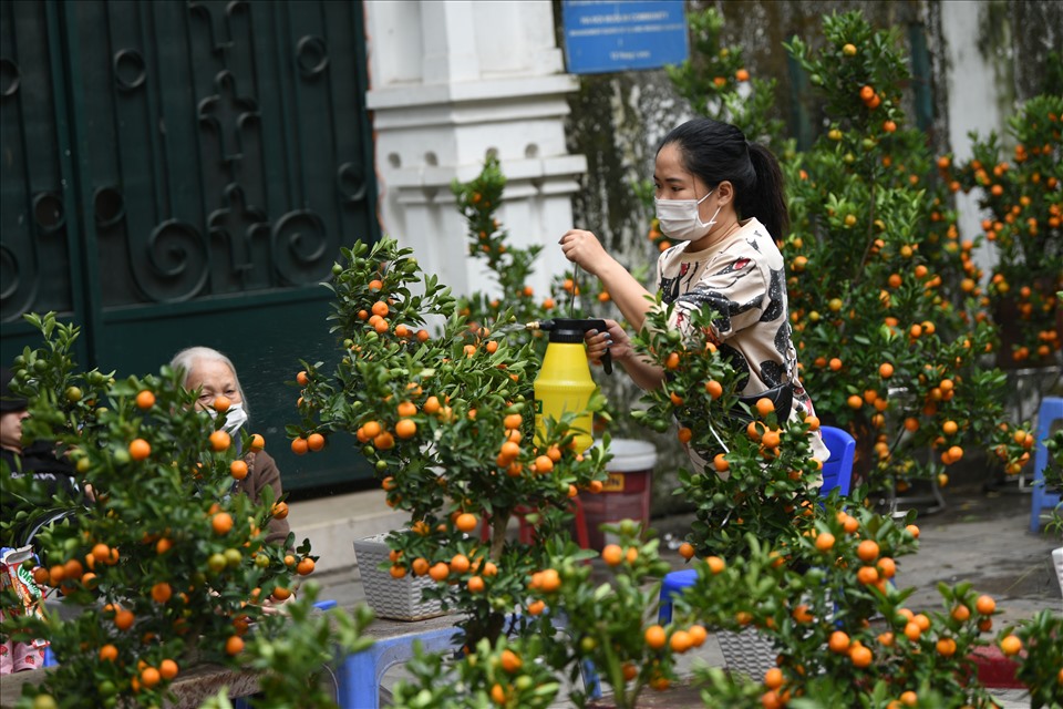 Theo chia sẻ của các tiểu thương, năm nay, hoa cảnh đều giảm giá, chỉ mong có người mua. “Mọi năm, mỗi gốc quất bonsai bán từ 700.000 đồng - 1.5 triệu đồng tuỳ chậu, nhưng năm nay, giá giảm một nửa vẫn ít khách mua“.