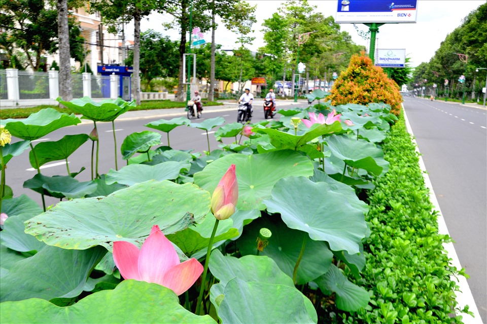 Những con đường dẫn vào nội ô thành phố Cao Lãnh – trung tâm tỉnh Đồng Tháp như rực rỡ của những đóa sen hồng ửng đỏ giữa ngàn xanh của lá... Ảnh: Lục Tùng