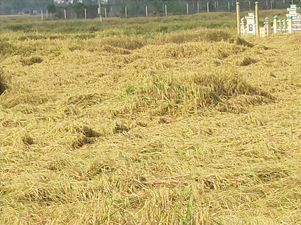 Nhiều diện tích lúa Đông Xuân ở huyện Cần Đước, tỉnh Long An bị ngã đỗ. Ảnh: K.Q