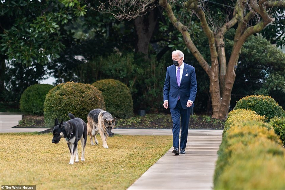 Tổng thống Joe Biden đi dạo với hai chú chó của mình là Major và Champ trong Vườn hồng của Nhà Trắng vào ngày 26.1. Ảnh: Nhà Trắng