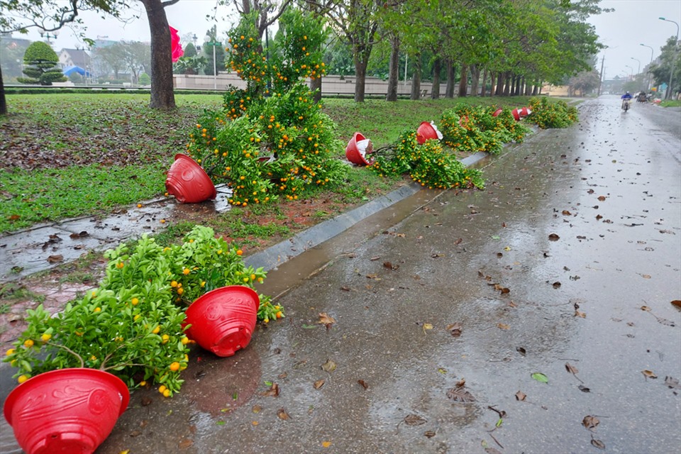 Những cây Quất bên ven công viên Trần Phú bị gió hất đổ. Ảnh: Trần Tuấn.