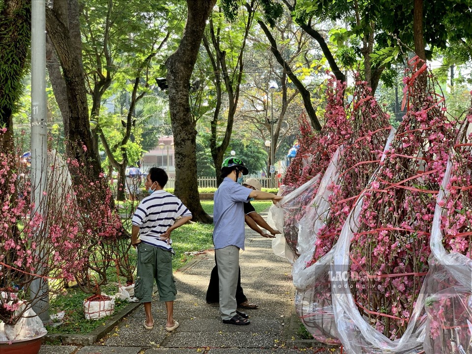 Theo nhiều tiểu thương bán đào, đến nay đã 28 Tết, đào đã được vận chuyển về đất Nam tính ra cũng được cả chục ngày rồi. Hơn nữa, đào để trưng bày trong chợ cần tiết kiệm diện tích nên vẫn được bọc trong túi nên càng nở nhanh hơn.