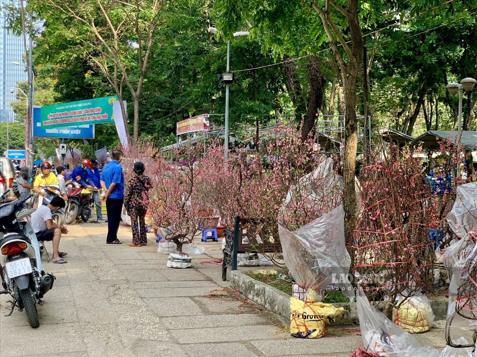 Nhiều cây đào có kích thước khoảng hơn 1m2-1m5 chưa vào chậu vài ngày trước được bán với giá từ 1,2 triệu đồng - 1,5 triệu đồng giờ đây đã được rao bán đồng giá 700.000 đồng/cây.