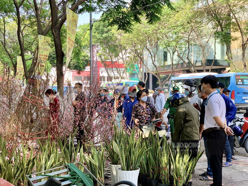 Nhiều cây đào có kích thước khoảng hơn 1m2-1m5 chưa vào chậu vài ngày trước được bán với giá từ 1,2 triệu đồng - 1,5 triệu đồng giờ đây đã được rao bán đồng giá 700.000 đồng/cây.