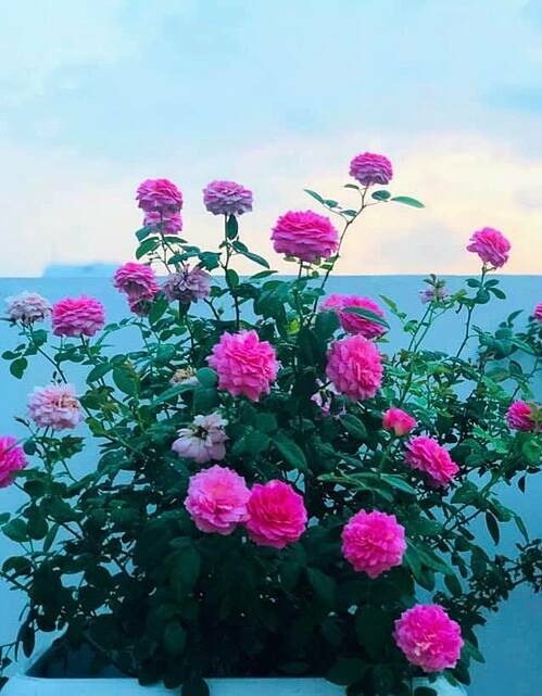 Gia đình chị Dạ Thảo trồng hoa hồng đã được vài năm. Gần đây, chị chuyển phần lớn những chậu hồng lên sân thượng vì ở đây có nhiều nắng, đáp ứng nhu cầu phát triển của loài hoa tượng trưng cho tình yêu này.