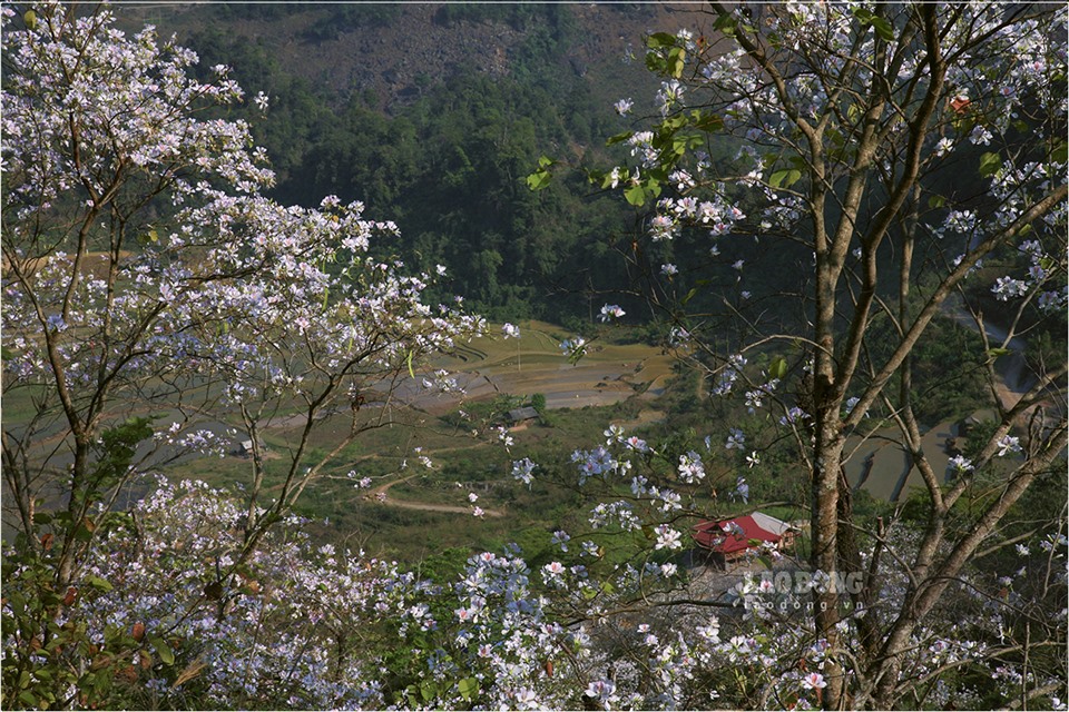 Những năm gần đây, với chủ trương phát triển du lịch của tỉnh Điện Biên, lấy hình ảnh hoa ban làm điểm nhấn du lịch, huyện Tủa Chùa đã có nhiều động thái tích cực.