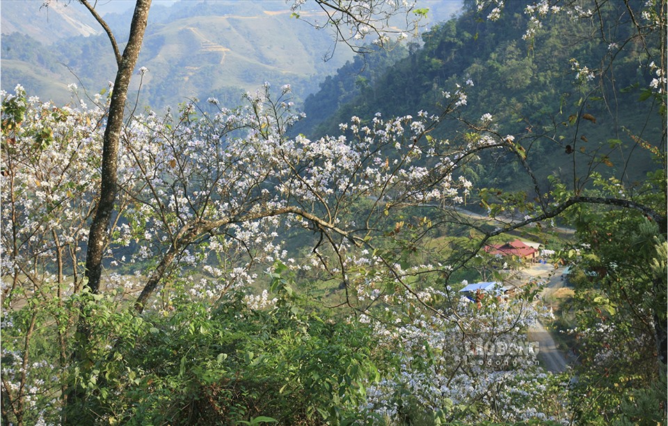 Người dân ở đây có một điểm đặc biệt là không sử dụng hoa ban trong chế biến món ăn.