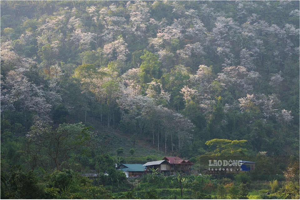 Trên một vùng đất được mệnh danh là “tiểu Hà Giang“, có trên 70% là núi đá có một khu vực rừng rộng lớn được phủ trắng hoa ban.