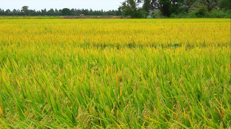 Vụ đông xuân năm nay nông dân Kiên Giang thu hoạch với năng suất rất cao. Ảnh: PV