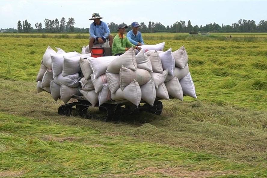 Đến xã Mỹ Phước, huyện Hòn Đất tỉnh Kiên Giang vào những ngày này các hộ dân đang tất bật cho việc thu hoạch lúa.  Ảnh: PV