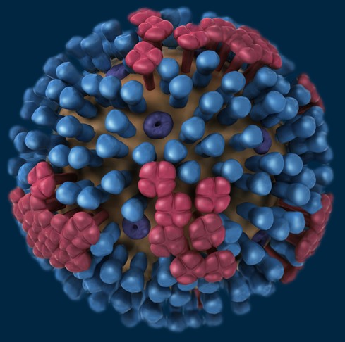 Hình ảnh virus cúm. Ảnh: CDC