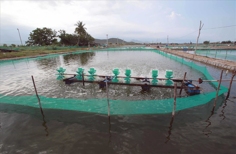 Khu vực thực nghiệm ương, nuôi giống hải sâm cát và các giống nuôi biển rộng 10ha của Viện Nghiên cứu nuôi trồng thủy sản III tại huyện Vạn Ninh, tỉnh Khánh Hòa.
