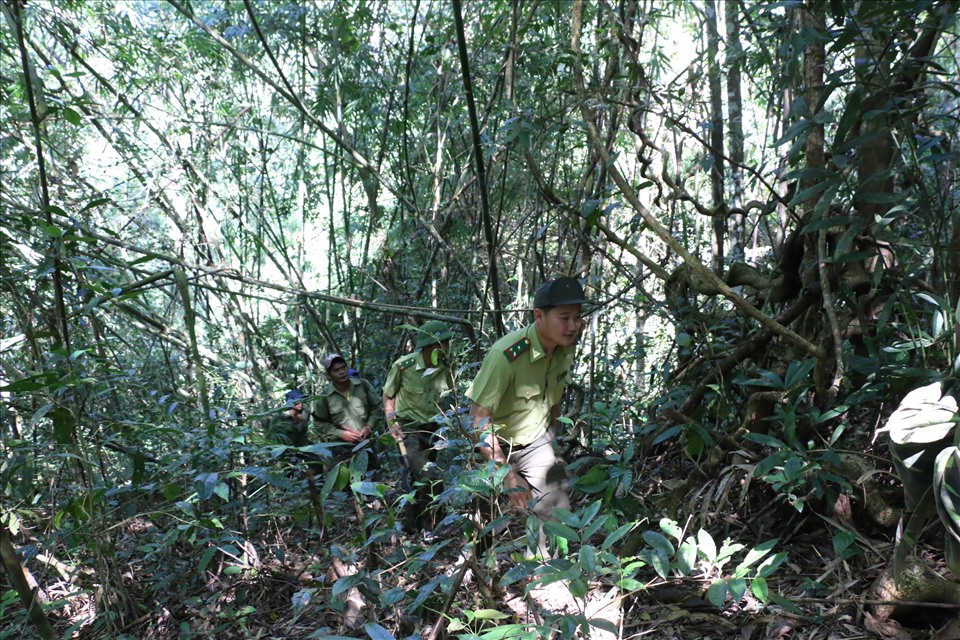 Lực lượng Kiểm lâm Vườn quốc gia Tà Đùng thường xuyên tổ chức tuần tra bảo vệ rừng và thú rừng. Ảnh: Bảo Lâm