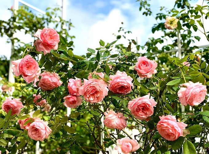 Để đa dạng khu vườn, vợ chồng nam nghệ lựa chọn nhiều loại hoa hồng có màu sắc khác nhau, trong đó các màu chủ đạo là: hồng, đỏ, vàng...  Ngoài những khóm hồng quanh vườn, Quyền Linh và bà xã còn mang lên sân thượng một số để bài trí.